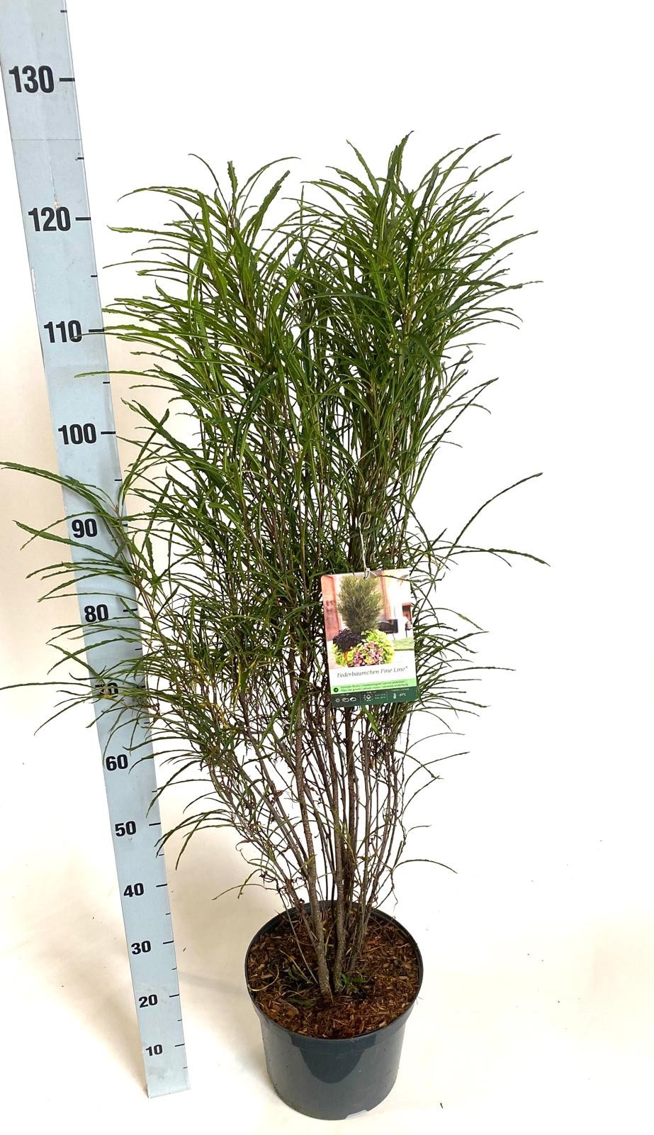 Rhamnus frangula Fine Line, D 26