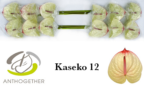 Антуриум Касеко x12, шт.