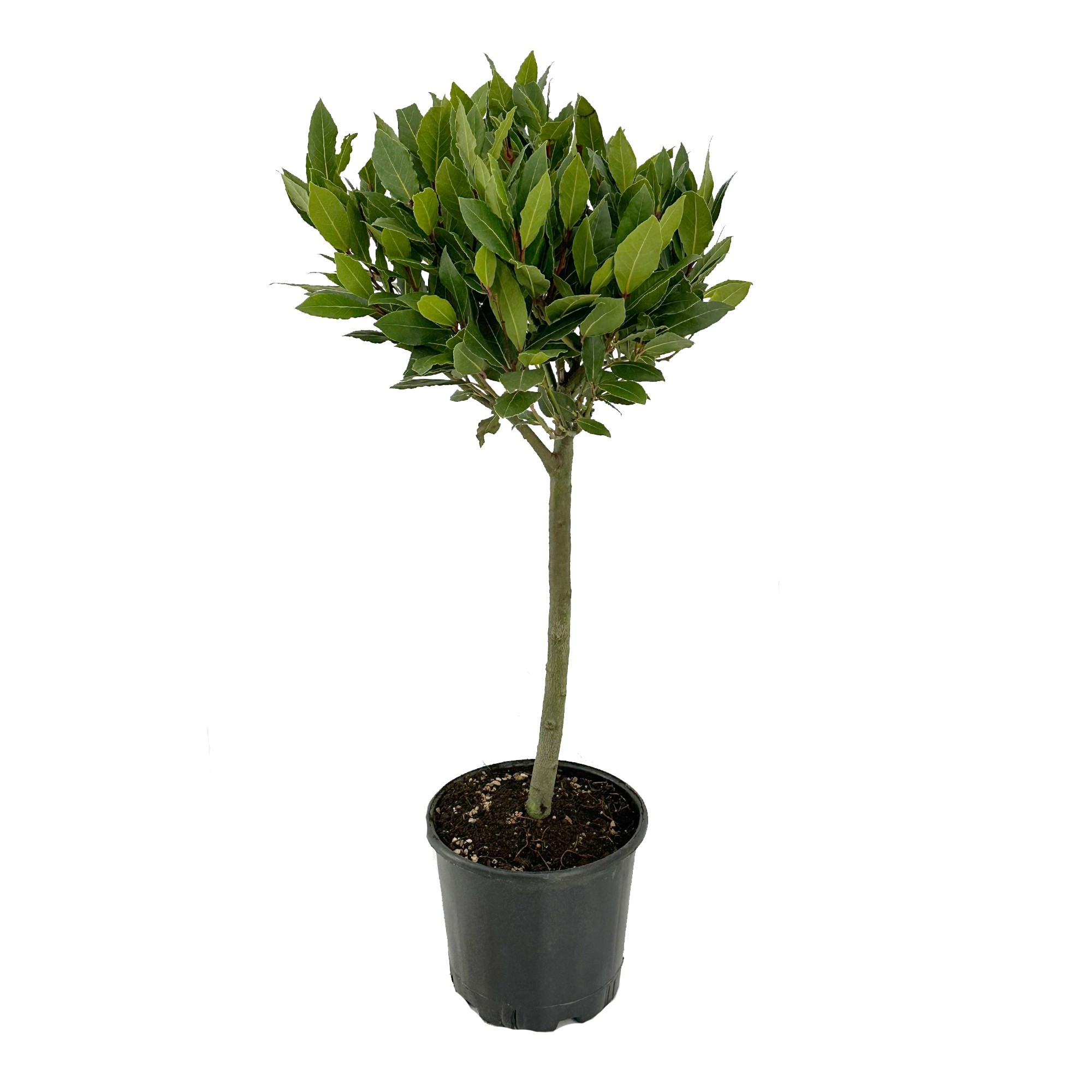 Laurus nobilis Bol op stam, D 20