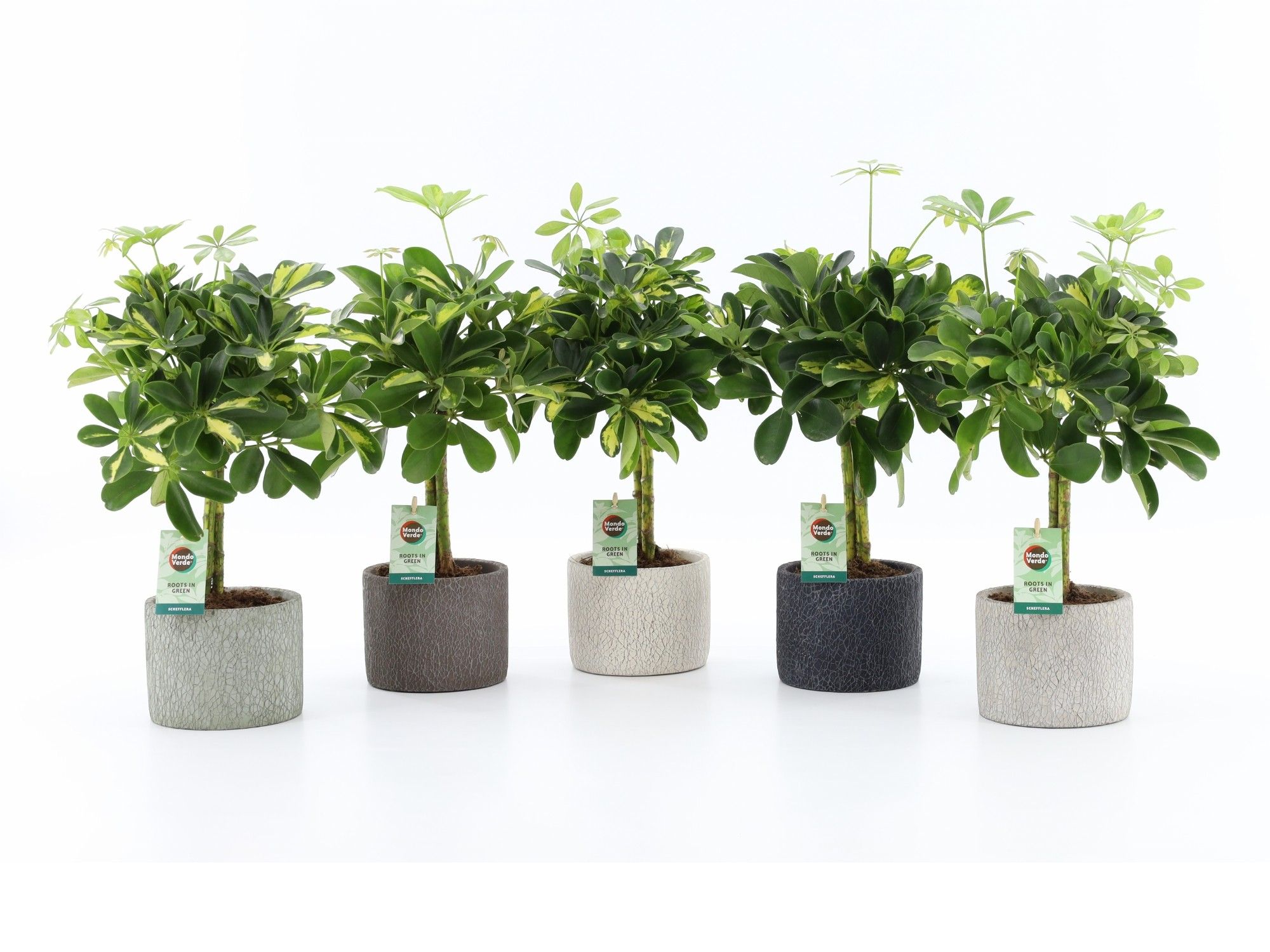 Schefflera Gold Capella in Classic Stone, D 14