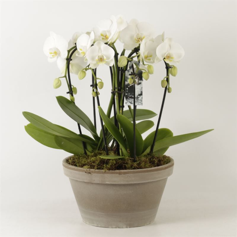Phalaenopsis Elegant Cascade Sarah schaal grijs sixboga wit met platmos, D 27