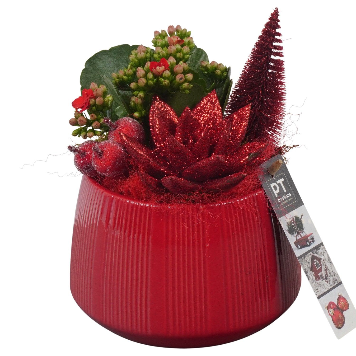 PTCHR7224 Arrangement Christmas Red in keramiek pot, D 14 cm