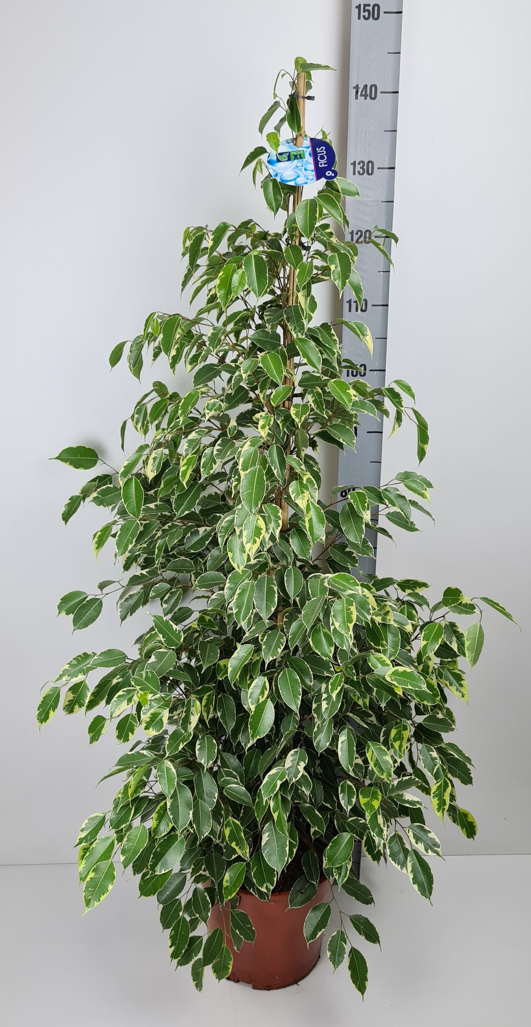 Ficus Golden King, D 27