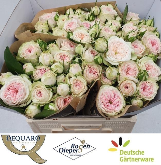 Роза куст. Балерина Саммерхаус 60, шт.