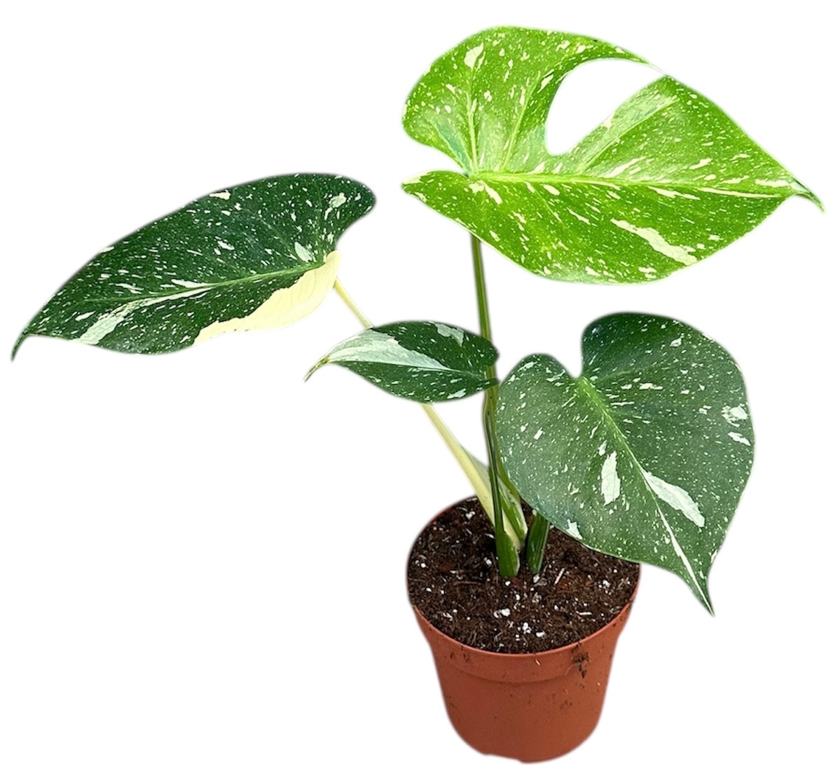 Monstera Thai Constellation, D 14