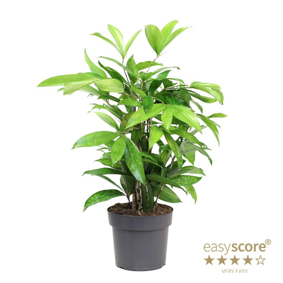 DRACAENA SURCULOSA, D 17