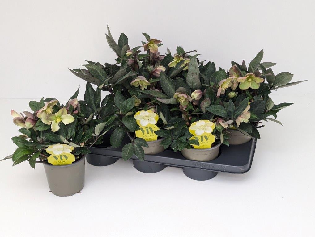 Helleborus VIV Valeria T14 (Diana, Olivia, Viviana), D 14 cm Helleborus VIV Valeria T14 (Diana, Olivia, Viviana), D 14 cm