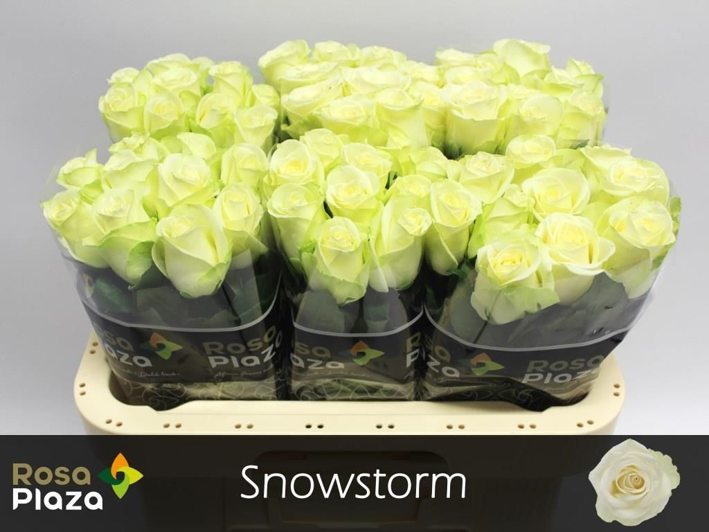 Роза од. Сноусторм+ 60, шт.