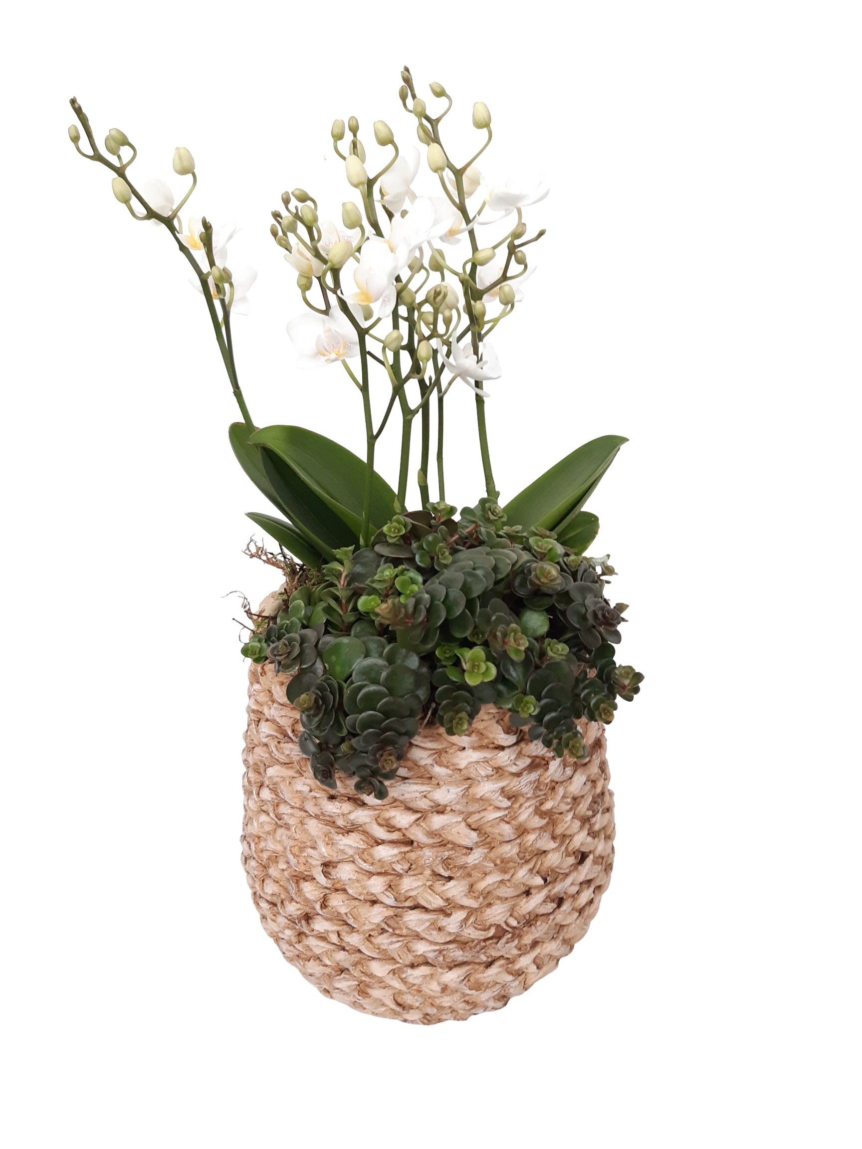 MPI20PWO Mandpot Ibiza Keramiek 20cm Phalaenopsis + Sedum, D 20