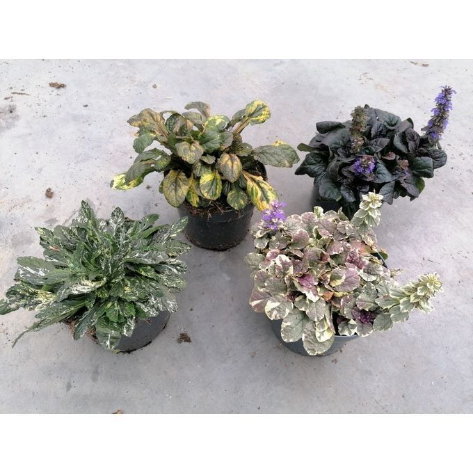 644 SV : Pot 12 cm Ajuga gemengd, D 12