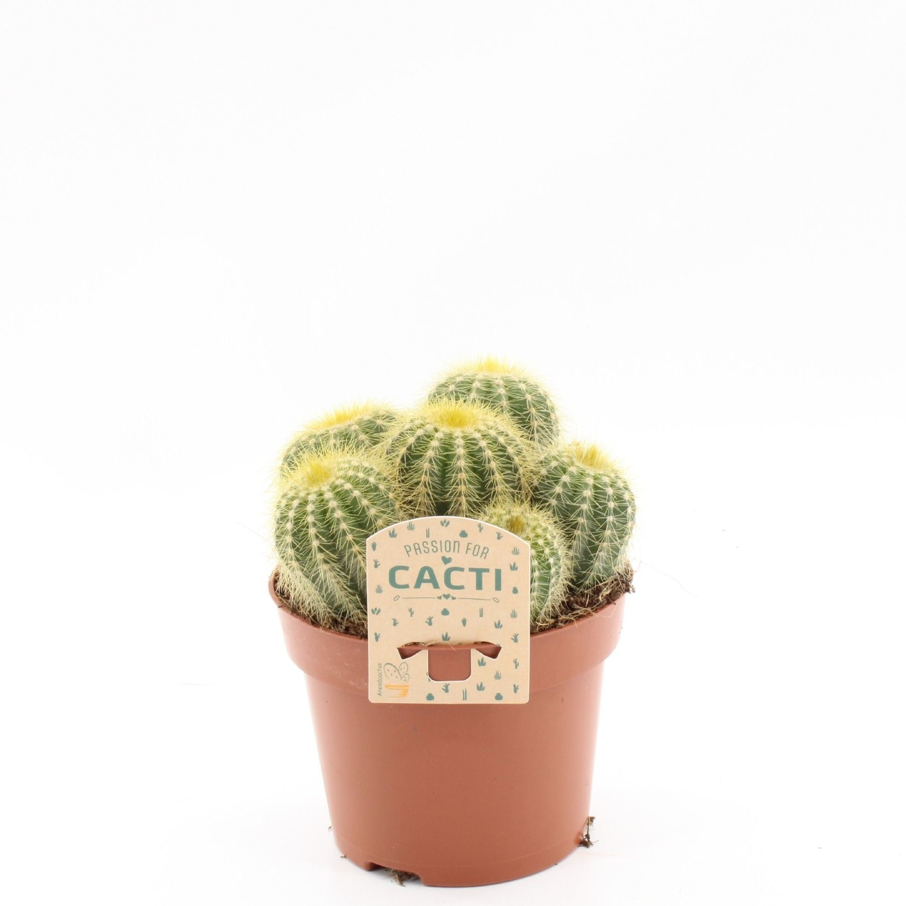 Parodia magnifica, D 12