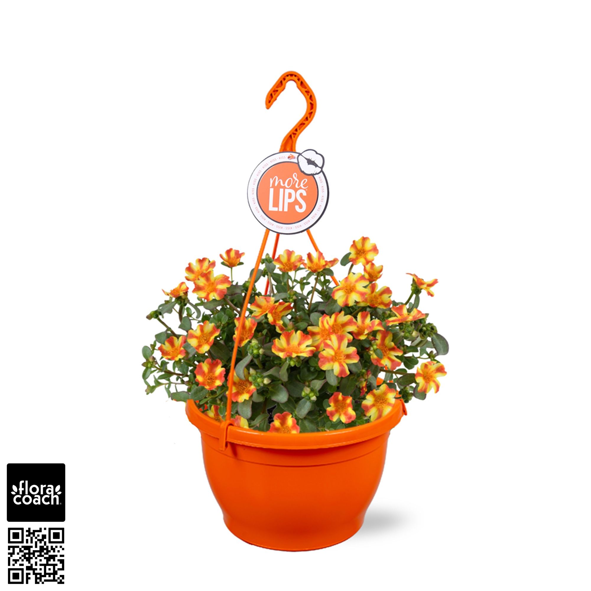 MoreLIPS® Portulaca Orange Twist, D 25