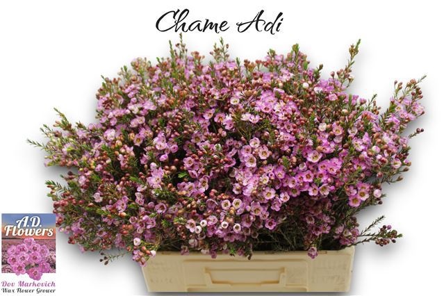 Шамелациум Ади 60 (роз.), шт.