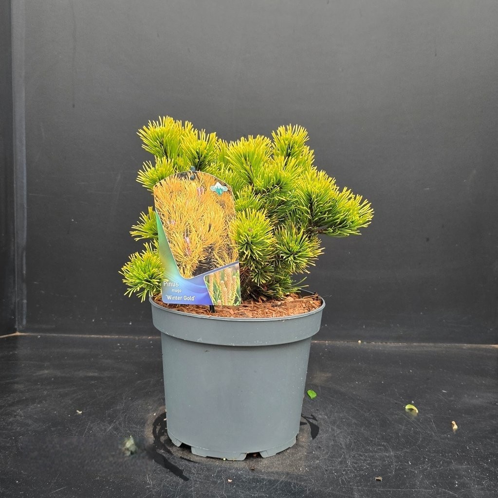 Pinus mugo Wintergold, D 23 cm