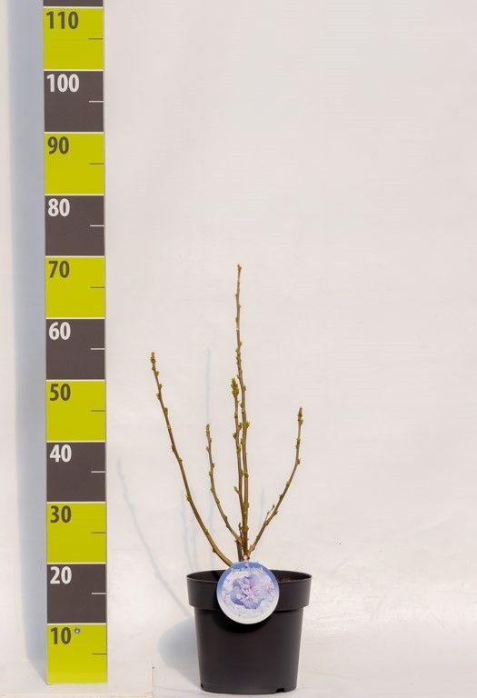 Hibiscus syr. 'Blue Chiffon' (R) C 4,6, D 23