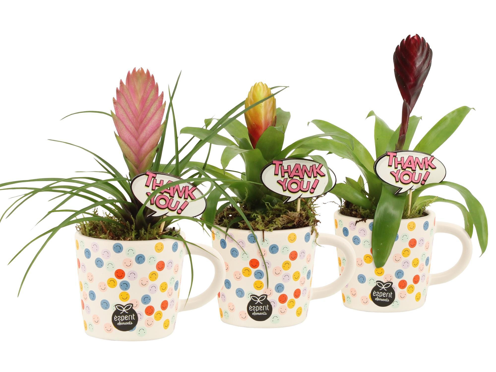 31719: Love school arrangement, D 8