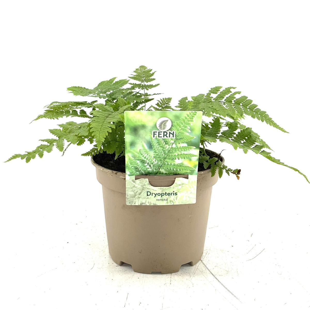 Dryopteris remota, D 17