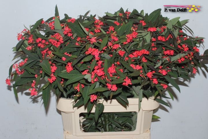 Эуфорбия куст. Мариелль 80, шт.