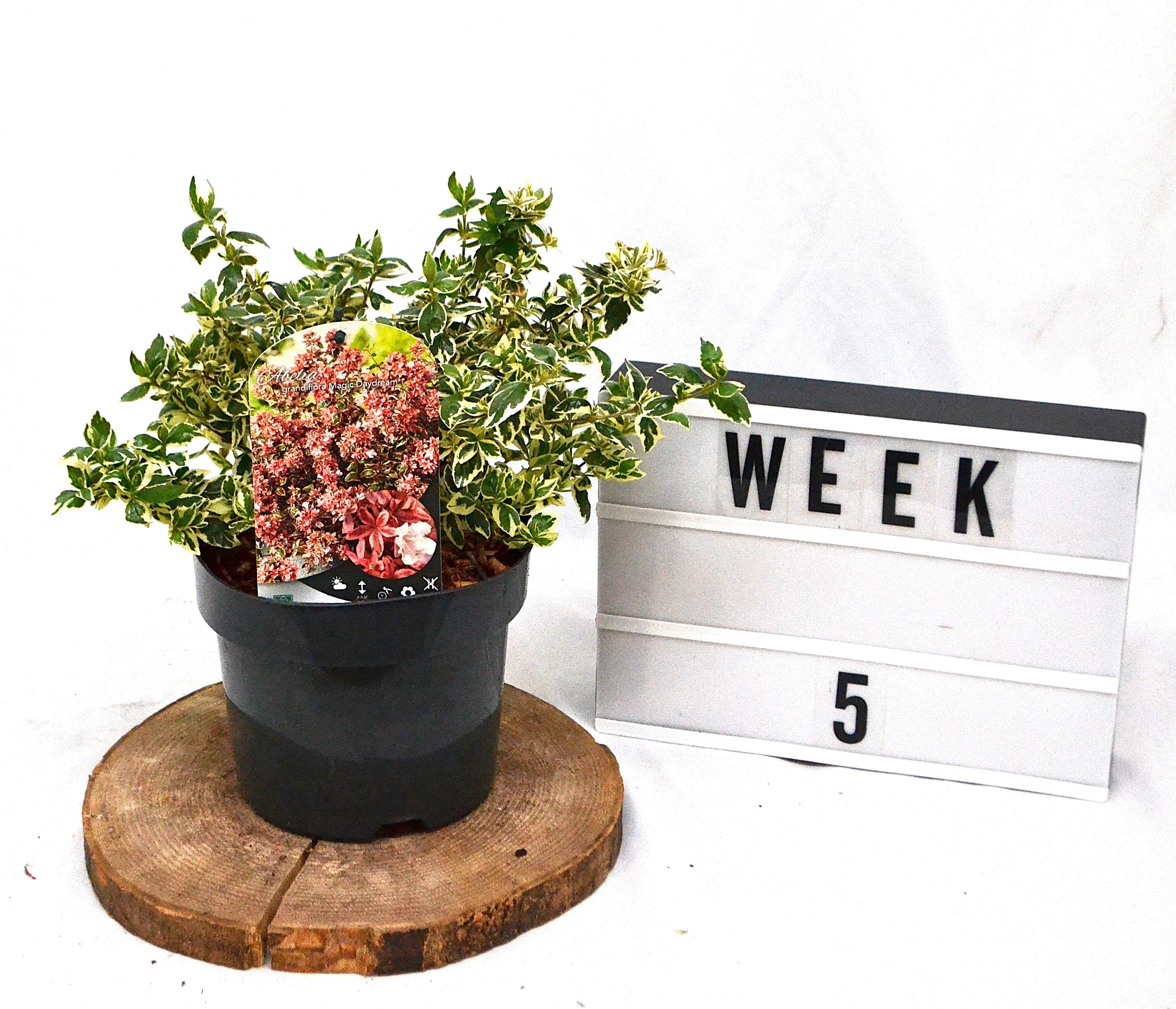 Abelia grandiflora Magic Daydream C3, D 19