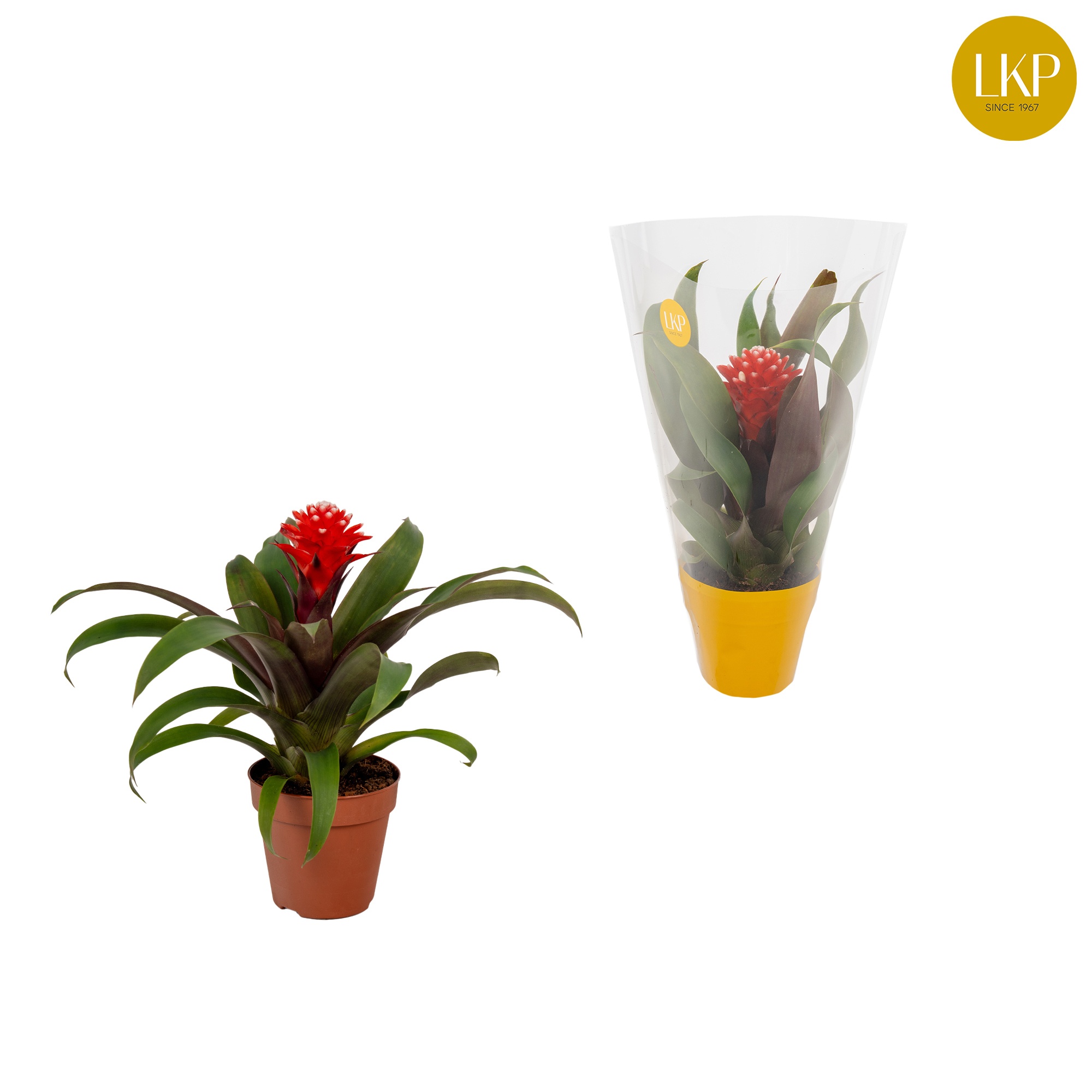 Guzmania Priscilla Rood (Met Hoes), D 10,5