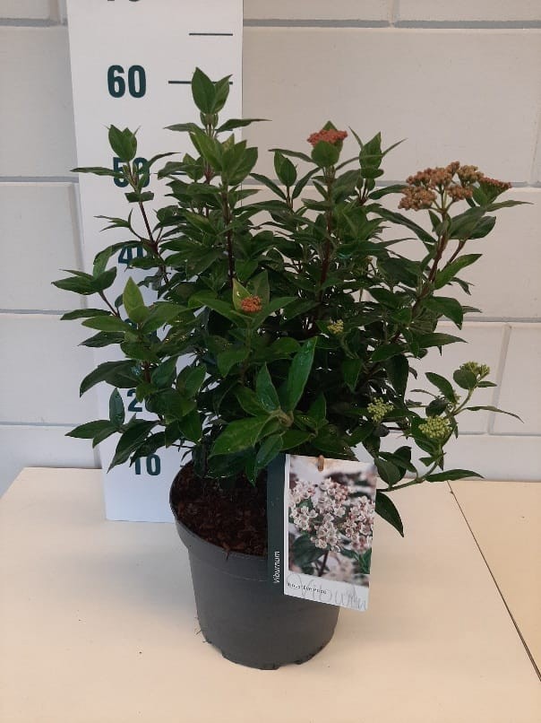 Viburnum tinus 'Eve Price', D 23