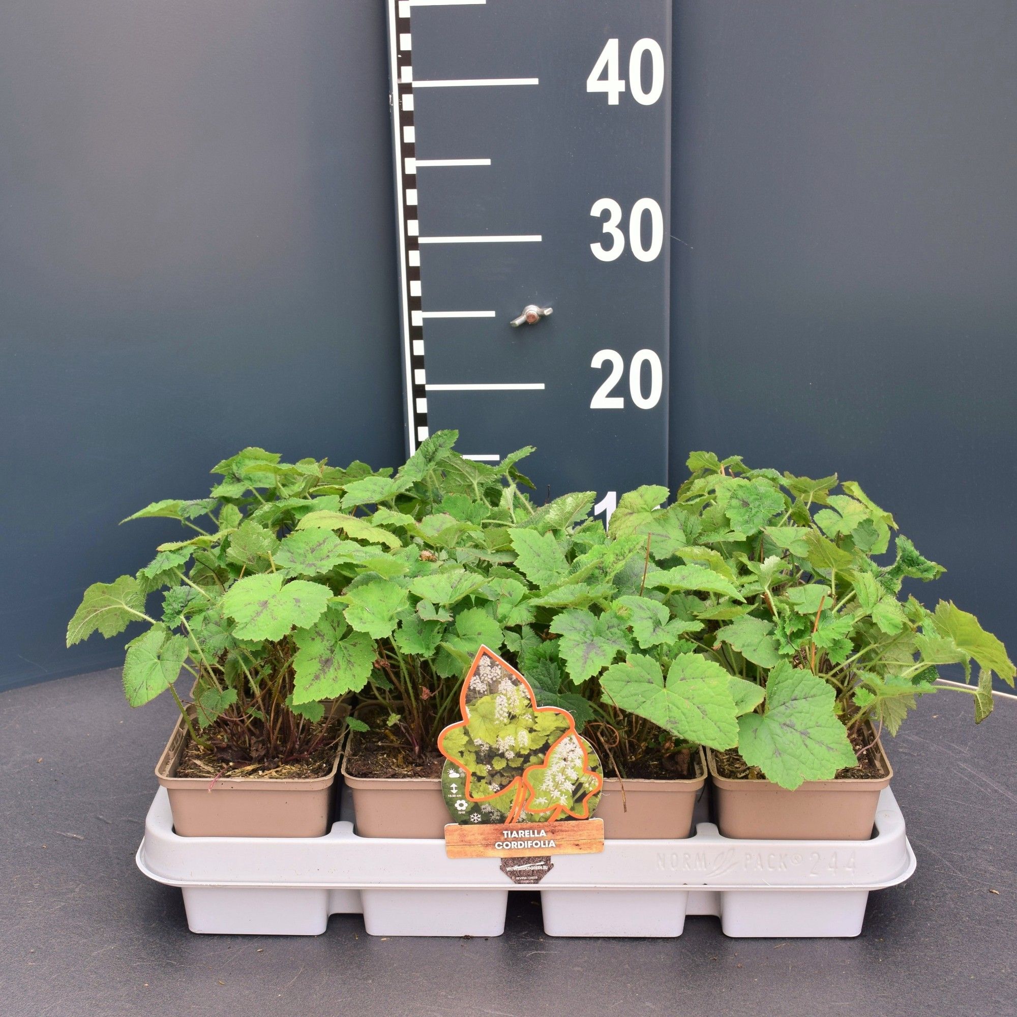 Tiarella Cordifolia, D 9 cm