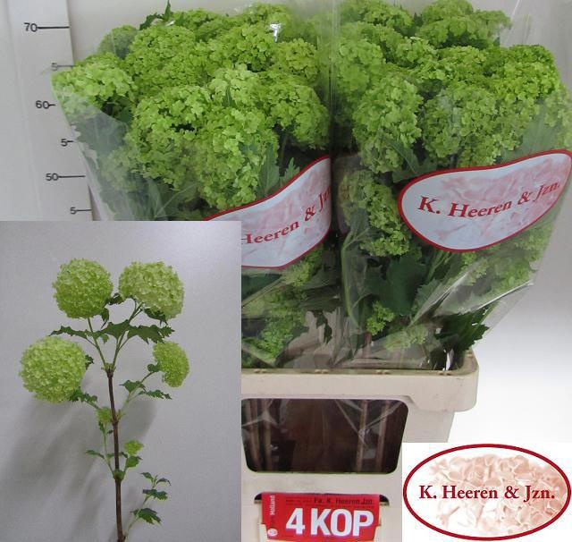 Вибурнум Розеум 60 (зел.), шт.