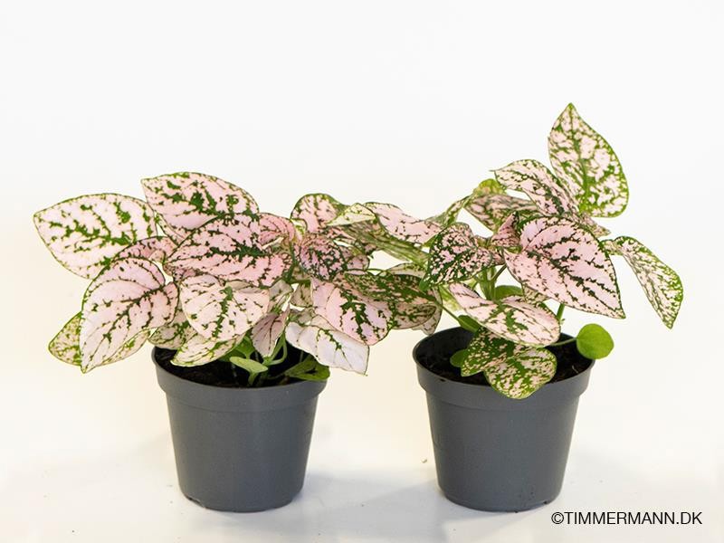 HYPOESTES PHYLLOSTACHYA CONFETTI PINK, D 6