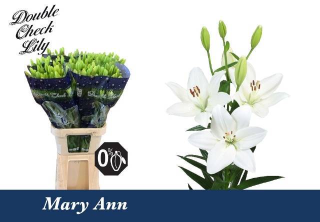 Лилия Азиатка Гибрид Овериг 75, шт.