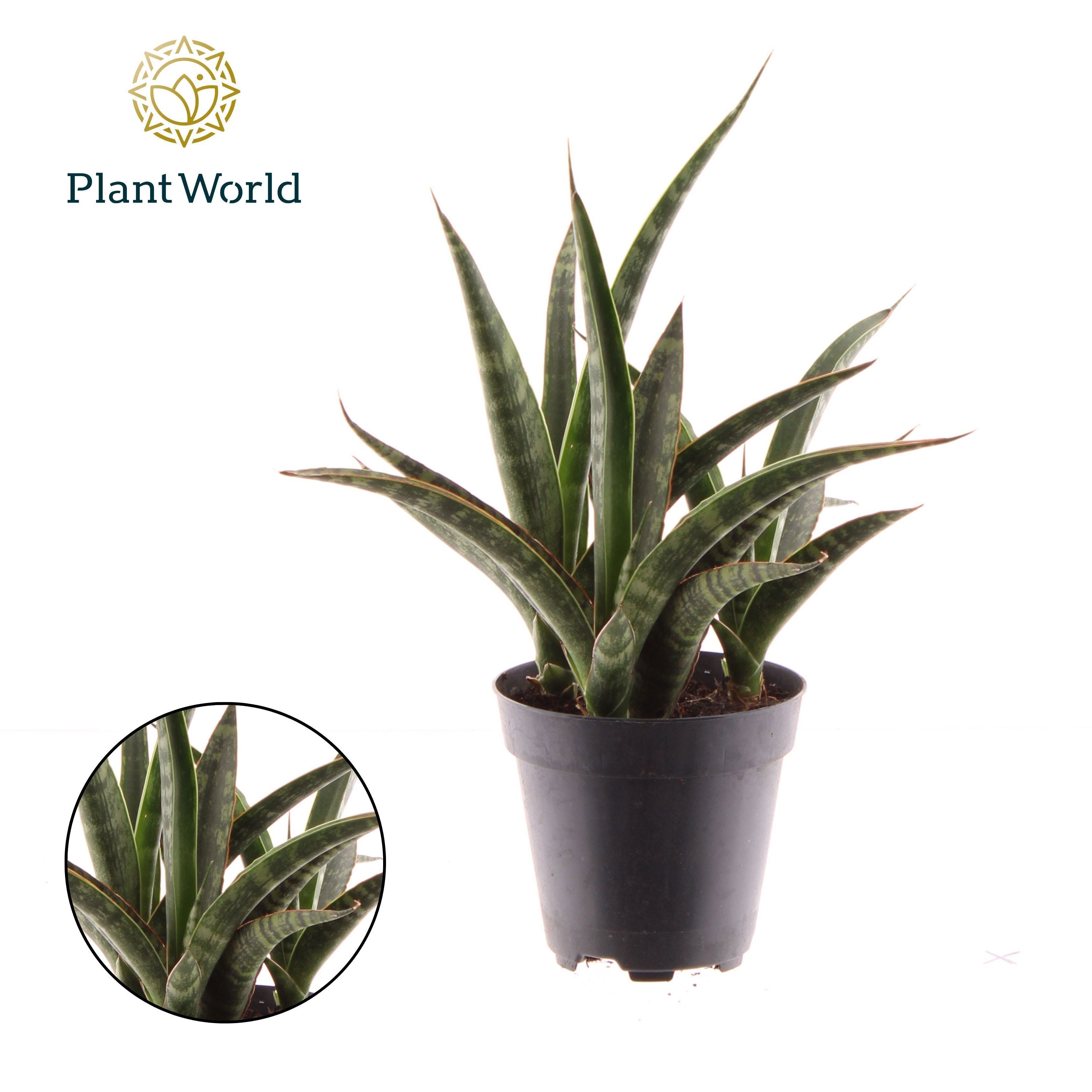 Sansevieria trifasciata 'Megan', D 12 cm Sansevieria trifasciata 'Megan', D 12 cm