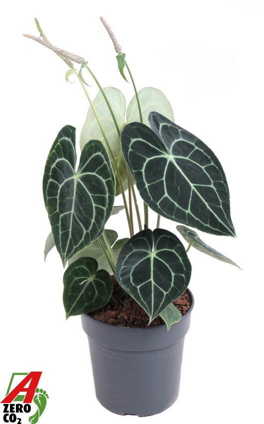 Anthurium Clarinervium 1PP, D 19