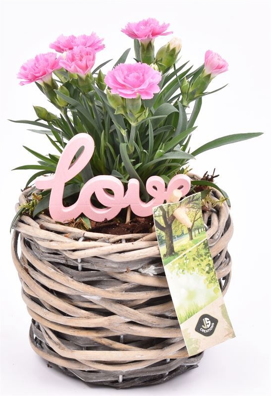 Wilg mand grijs 12cm, D 12