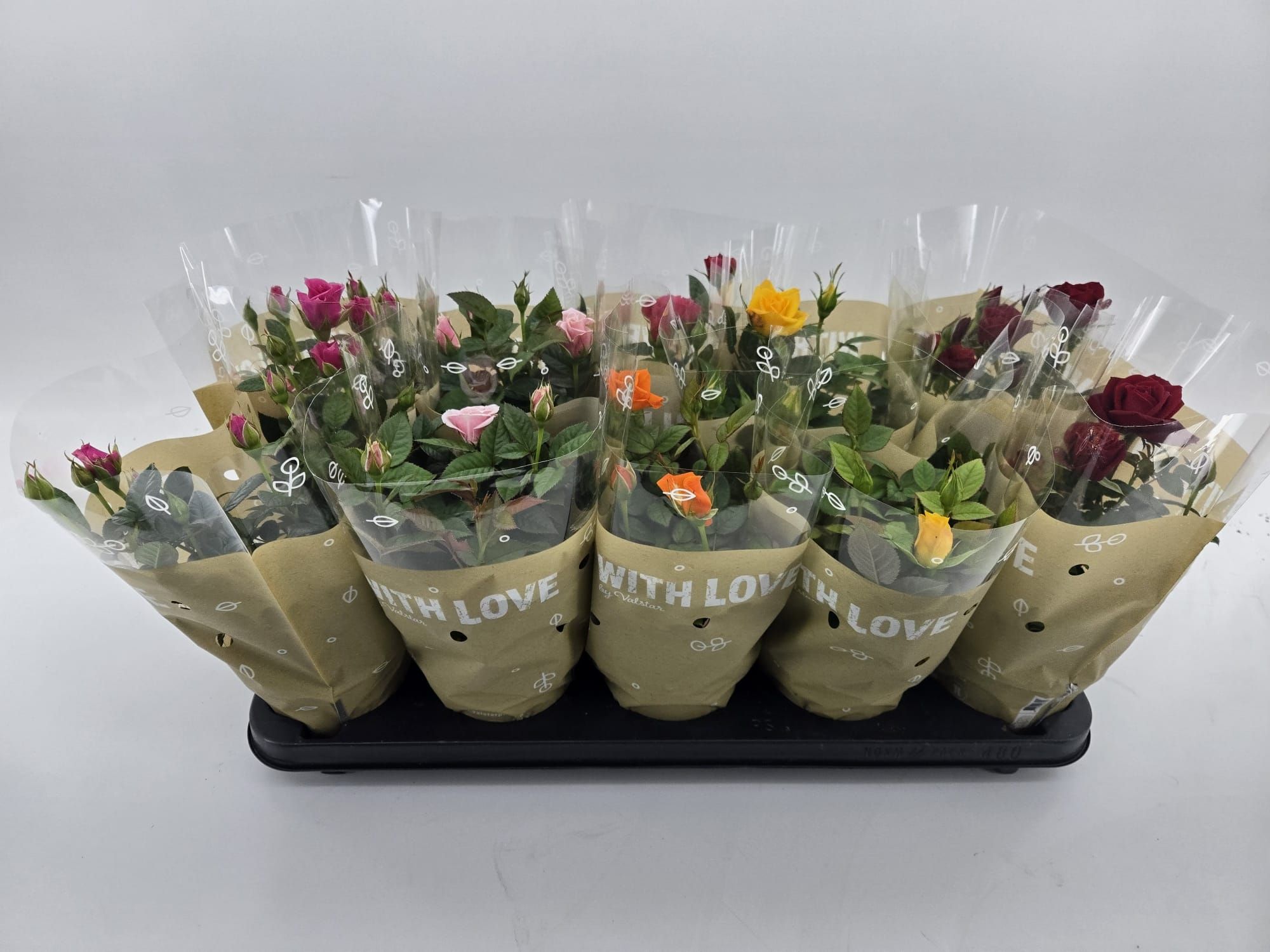 Rosa 12 cm With love Mix. A2 / B3, D 12 cm