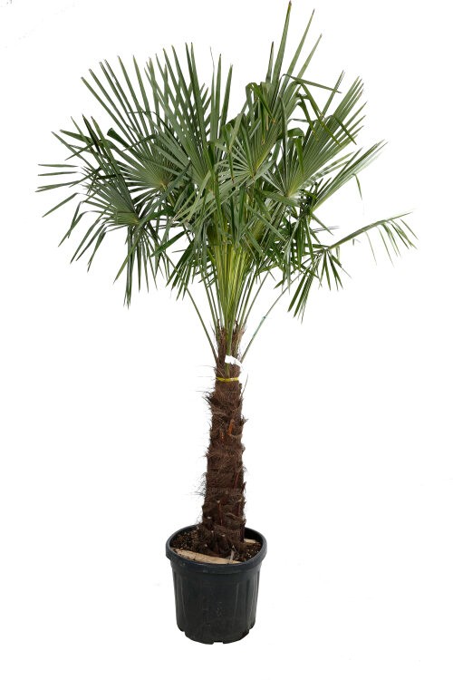 Trachycarpus fortunei, D 55