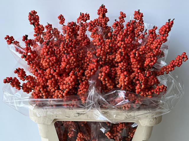 Илекс Винтер Голд 80, шт.