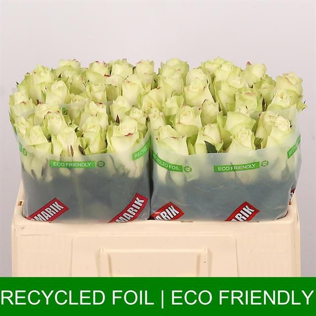 Роза од. Атена 50, шт.