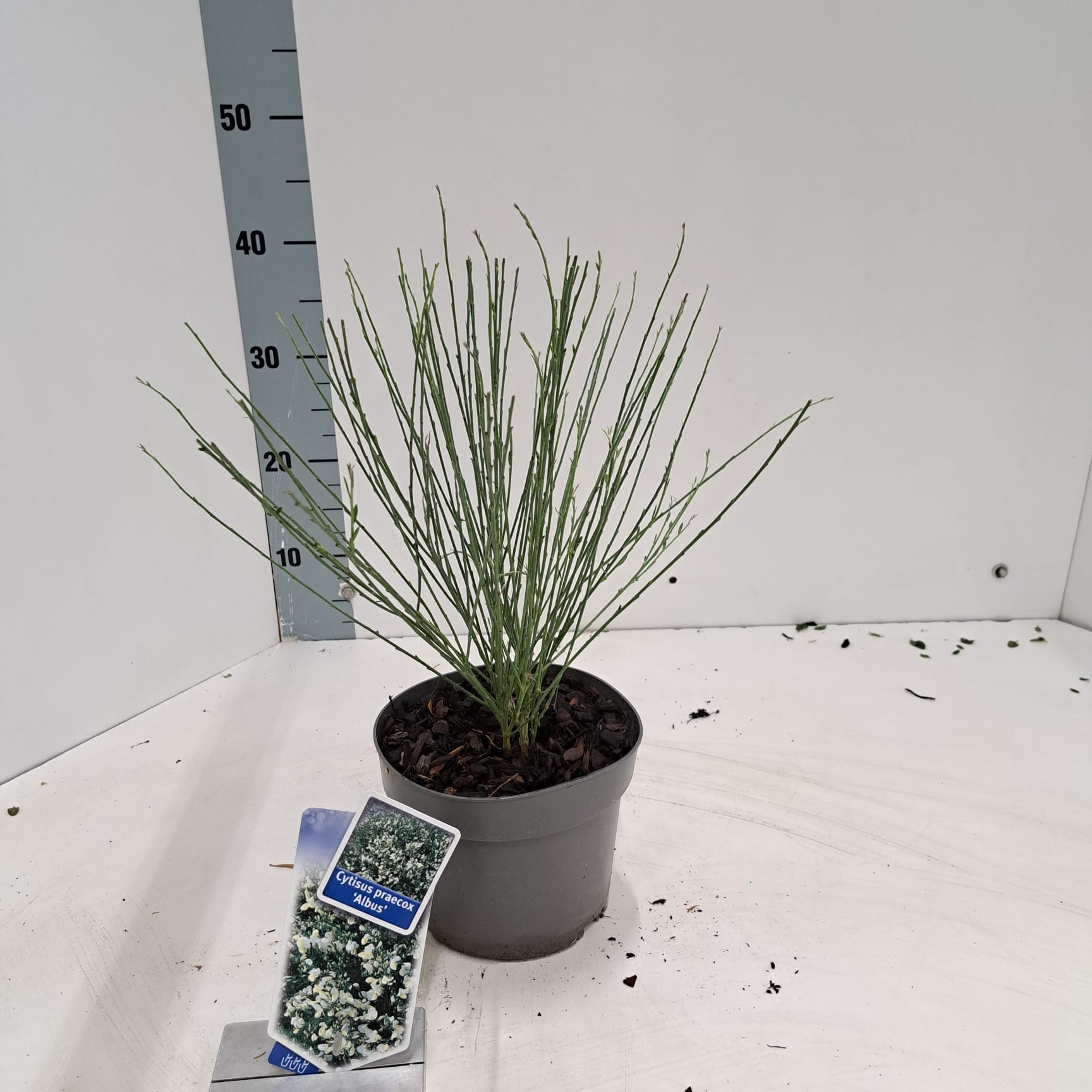 Cytisus praecox 'Albus', D 17