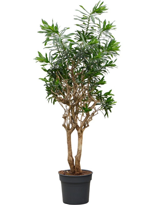 Pleomele (Dracaena) reflexa, D 38 cm