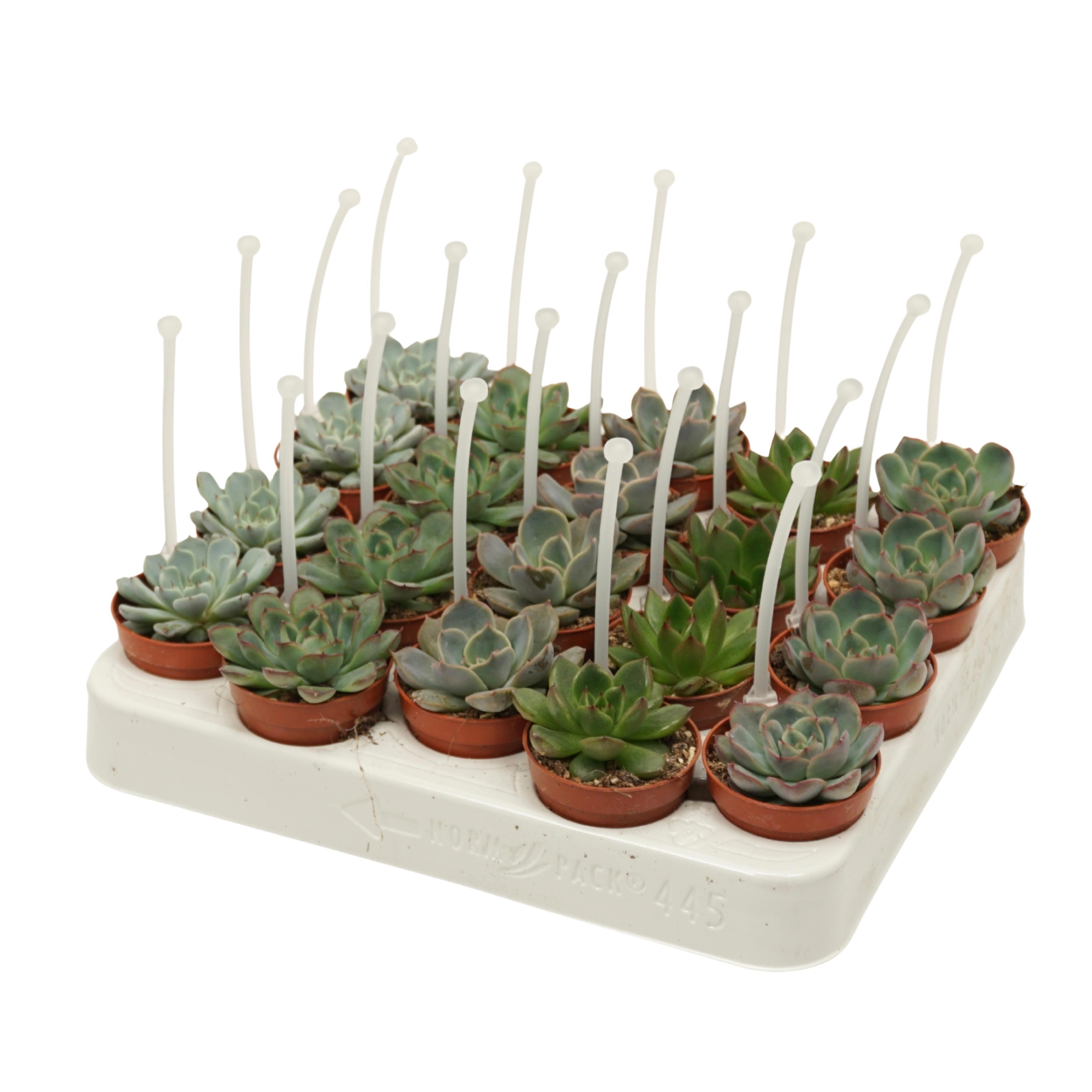 Echeveria mix 5,5 cm met picker, D 5,5