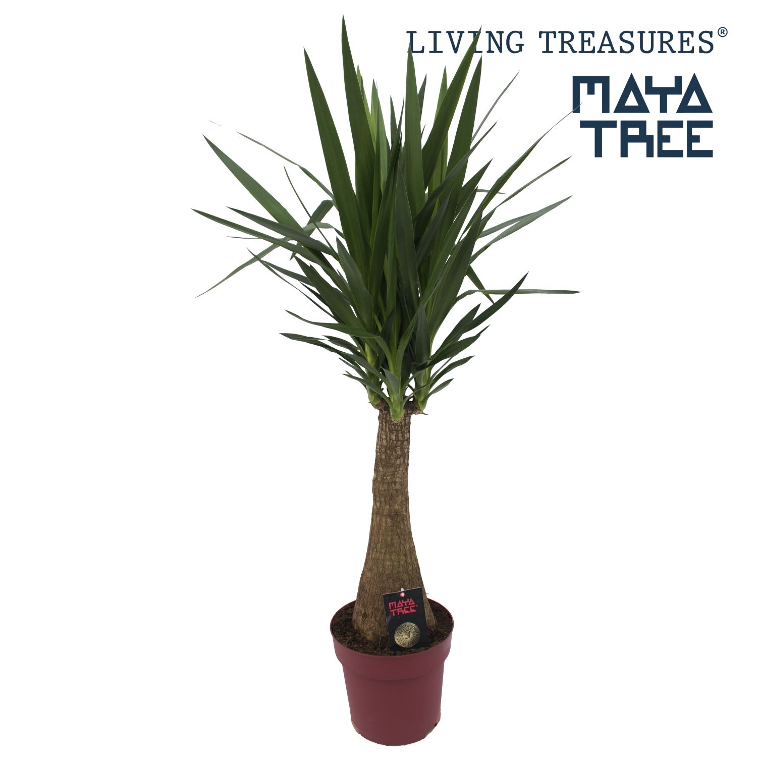 Yucca "Maya Tree" 60stam P27, D 27