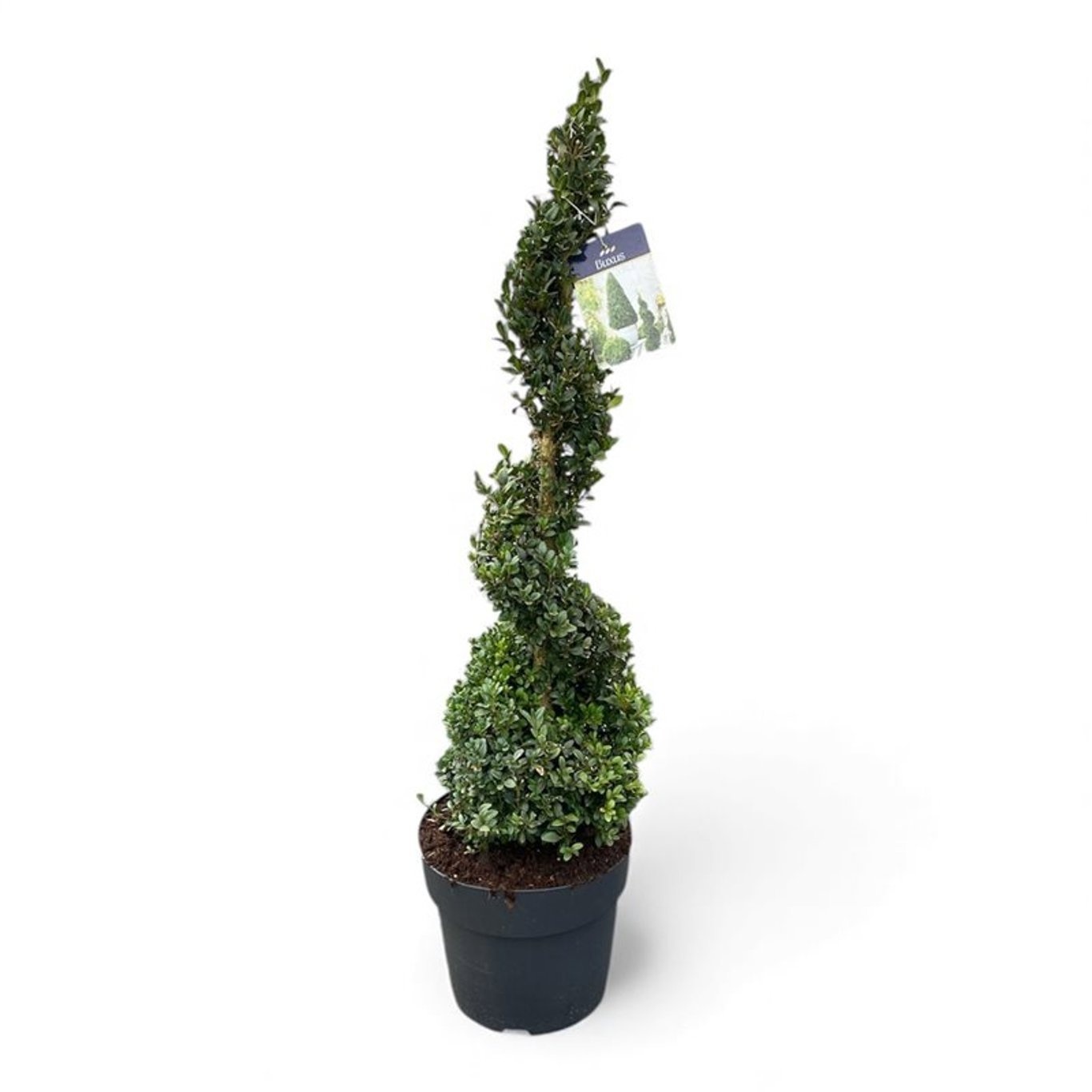 Buxus semp. Spiraal 80-90 cm c7.5/p27, D 27