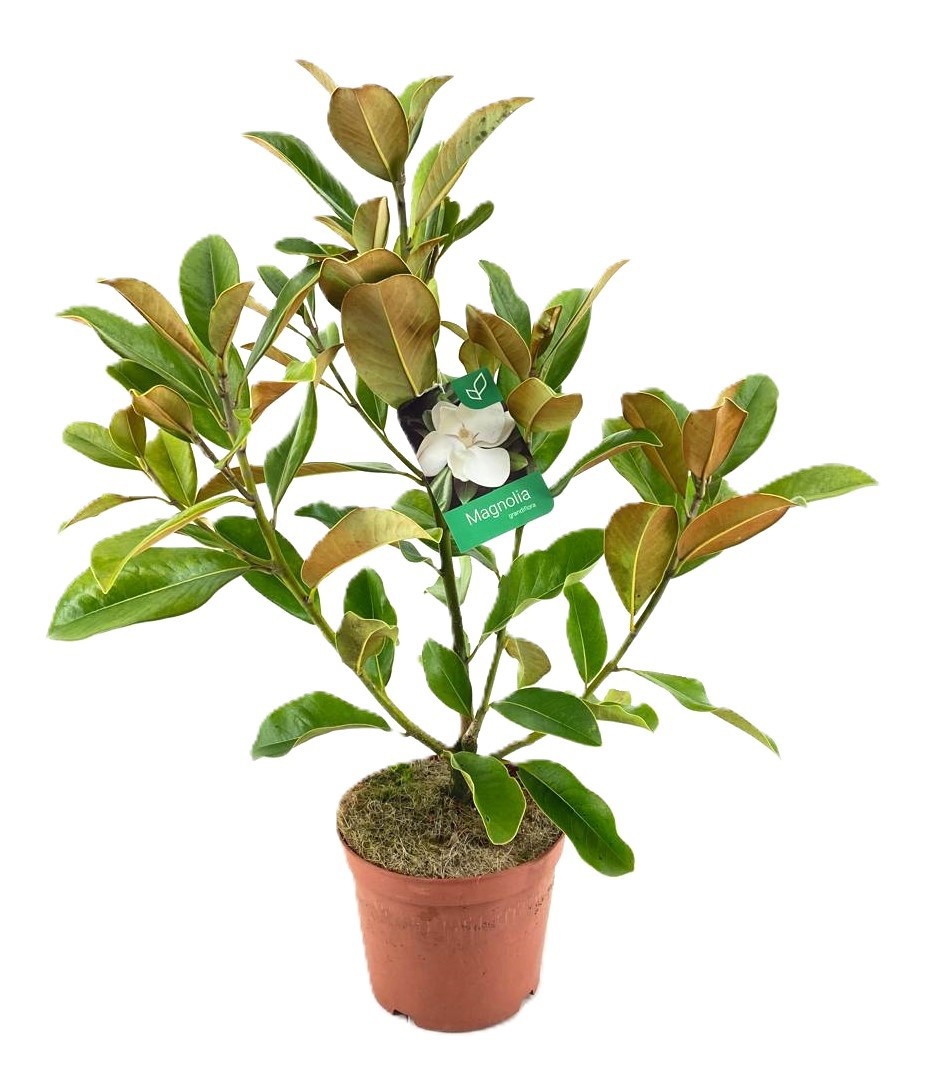 Magnolia Grandiflora "little gem", D 21