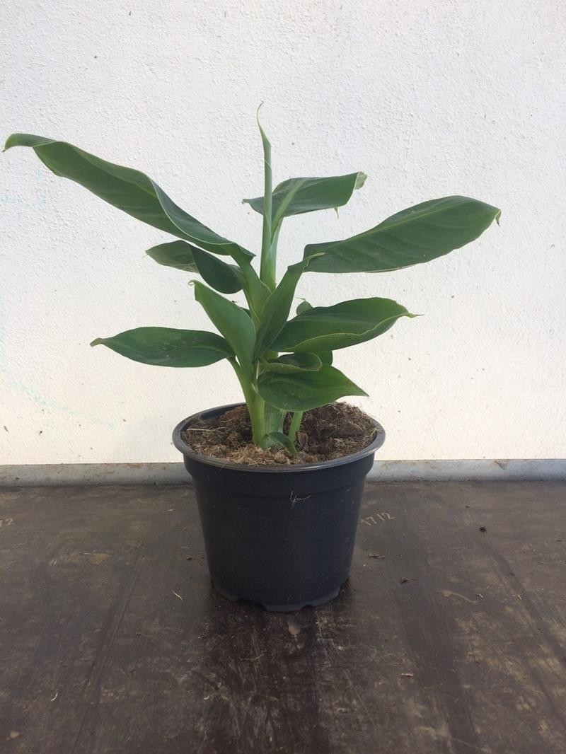MUSA ACUMINATA 'TROPICANA', D 12 cm