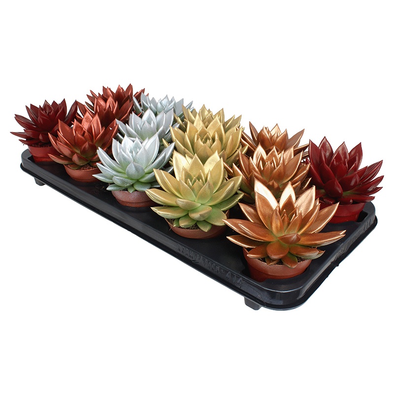 Miranda coloured Xmas mix metal free, D 8,5