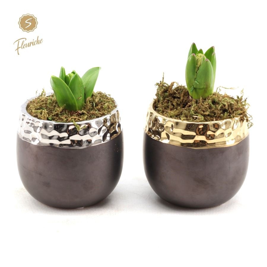 (1612) Hyacint Winter Chique [M] 1PP Mos, D 17 cm