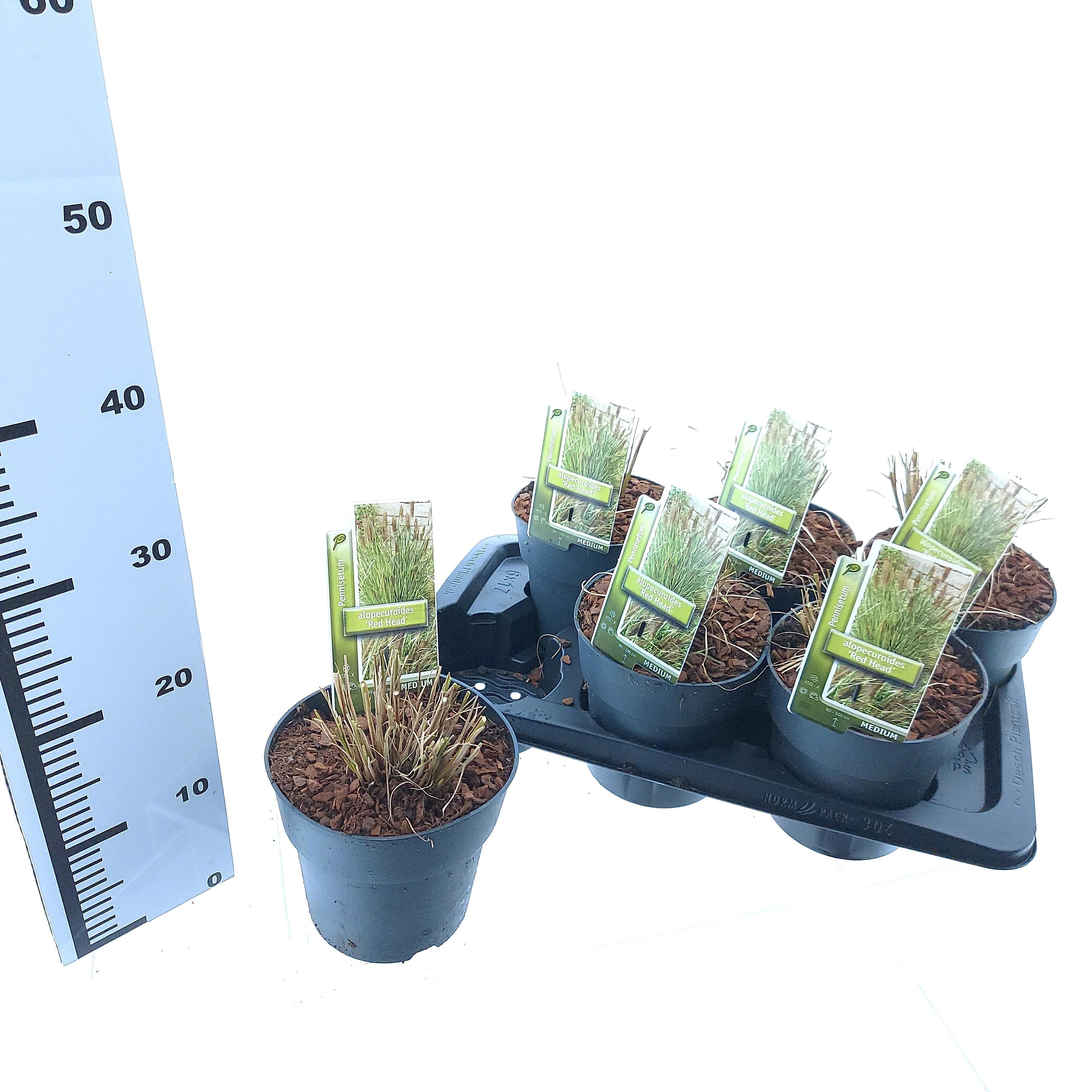 Pennisetum alopecuroides 'Red Head', D 17