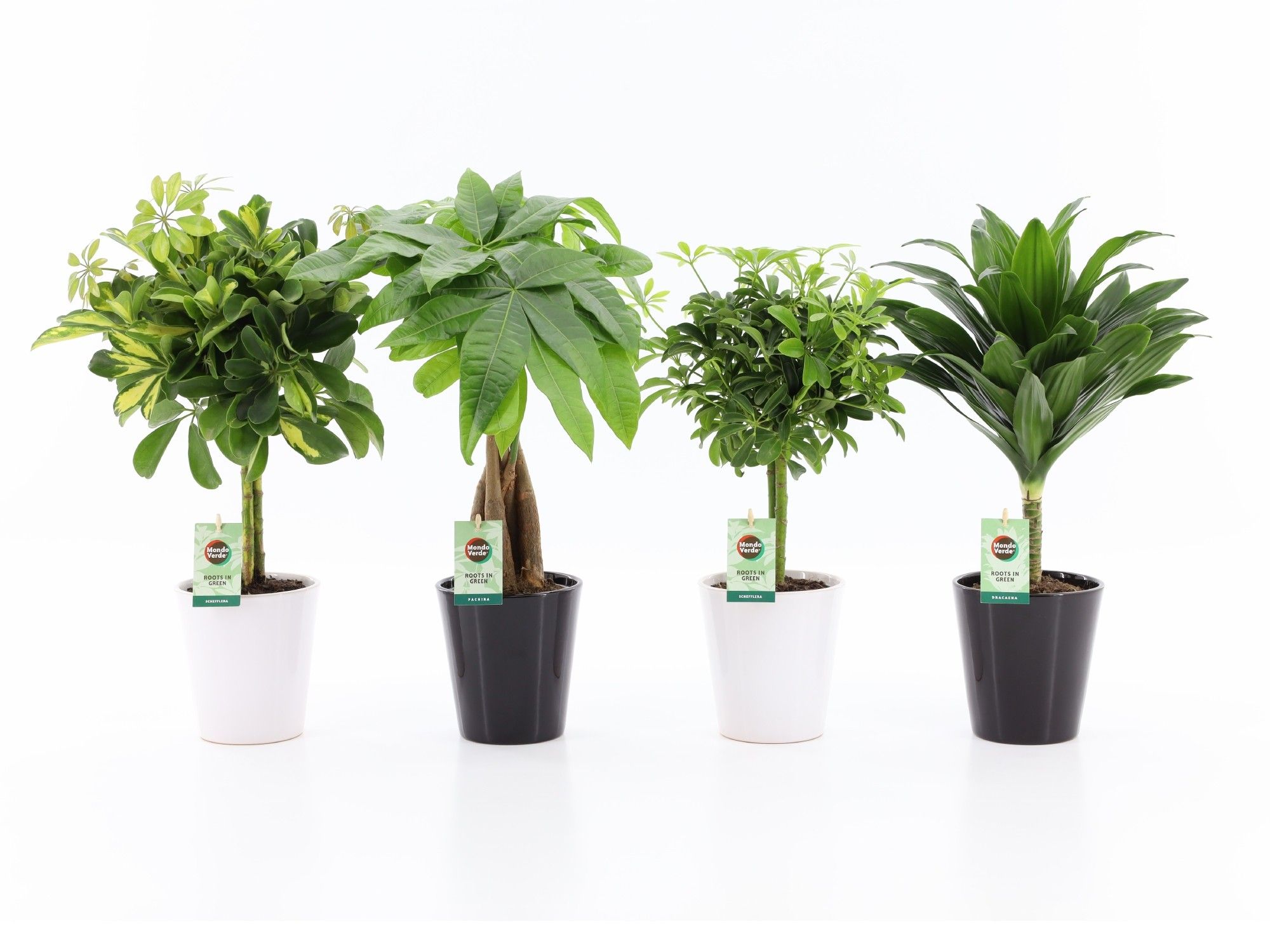 Stammenmix in Zwart & Wit keramiek, D 13