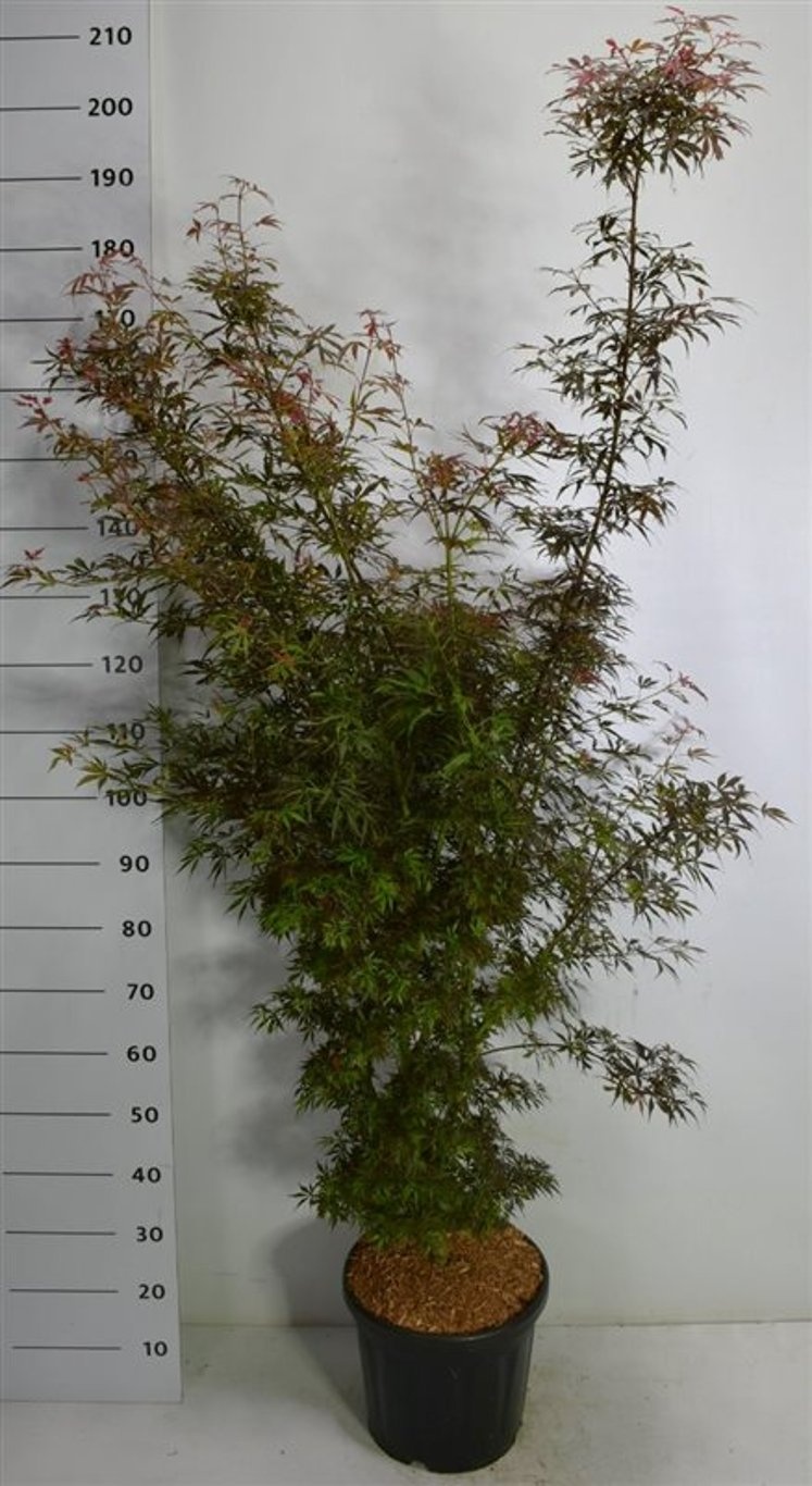 Acer pal. 'Jerre Schwartz', D 38