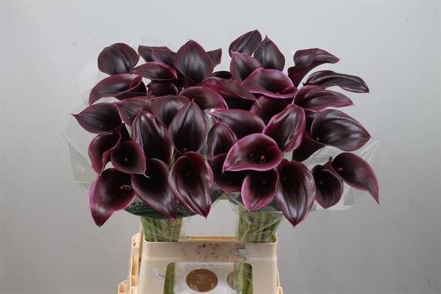 Калла Кантор 70, шт.