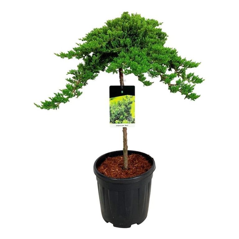 Juniperus proc. 'Nana', D 32 cm